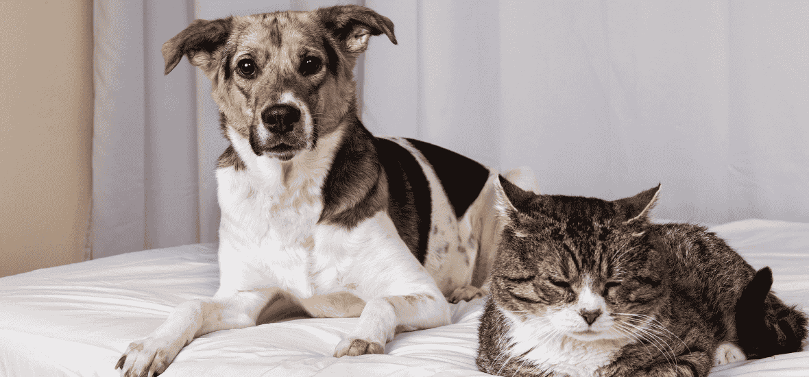 Vieux chien et vieux chat